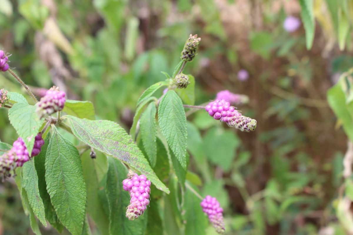 Lantana trifolia L.